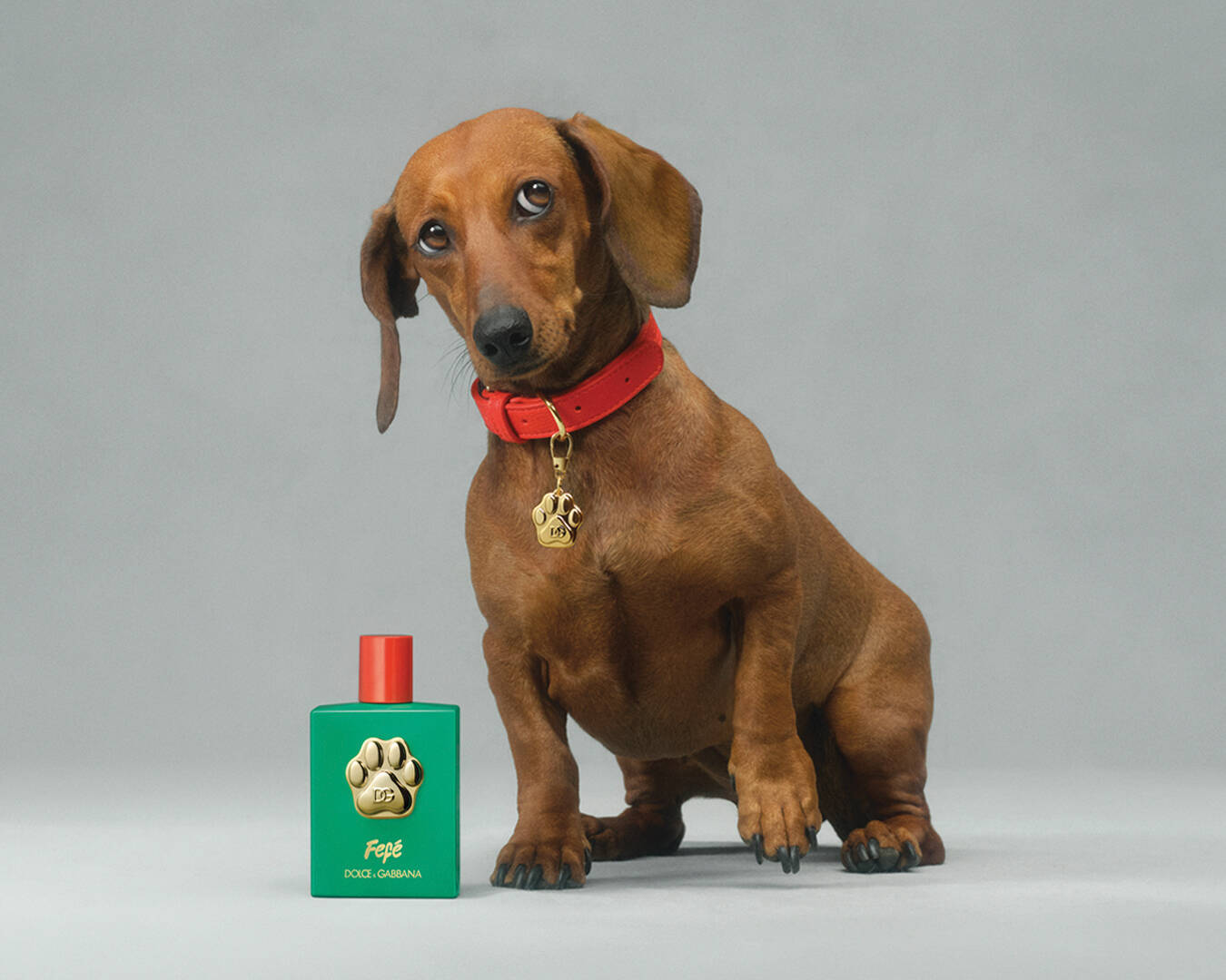 Dolce & Gabbana Release Fefe, The Fragrance Mist For Your Furry